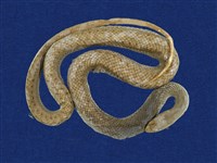 藏品(馬坡倫蛇)的圖片